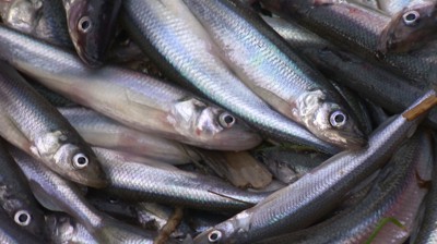 Корюшка пахнет огурцами Корюшка пахнет огурцами