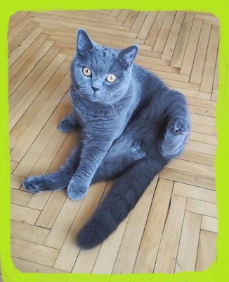 Кошачий взгляд Кошачий взгляд