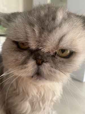 Что же ты дуешься, кошмарик?