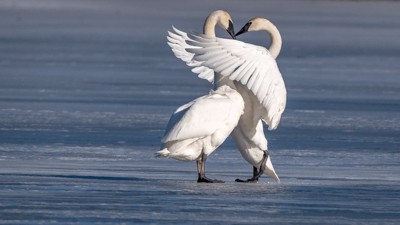 037ф-ок. Не Есенин 037ф-ок. Не Есенин