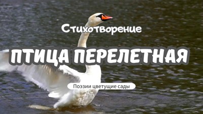 Птица перелетная Птица перелетная