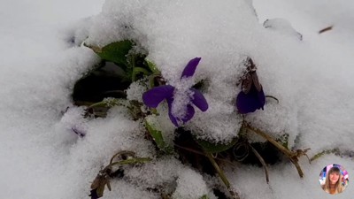 Последний снег Последний снег