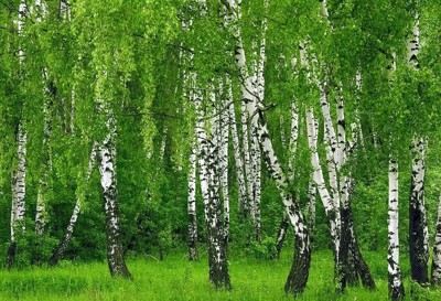 Лист Лист