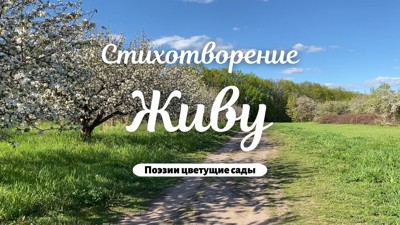 Живу Живу