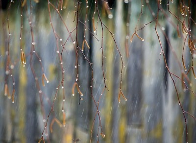 Первый весенний дождь Первый весенний дождь