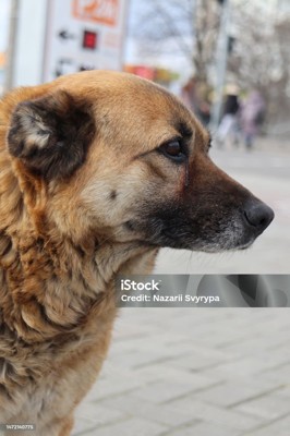 Кира Кира
