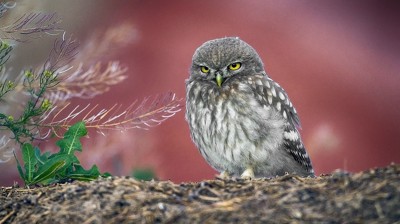 913ф-ок. Птичка 913ф-ок. Птичка