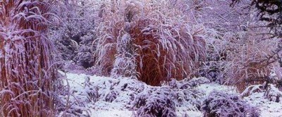 Мой зимний сад Мой зимний сад