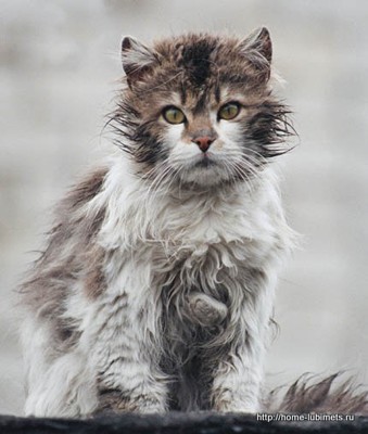 Кот
