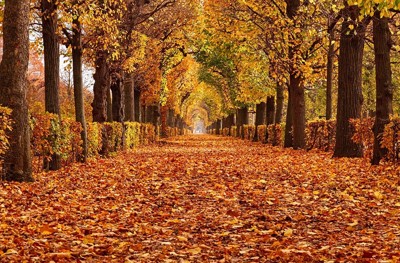 CCLII. Herbst in Wien CCLII. Herbst in Wien