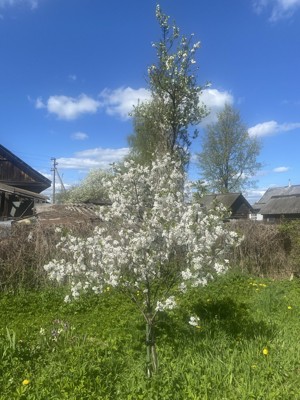 Вишенка расцвела Вишенка расцвела